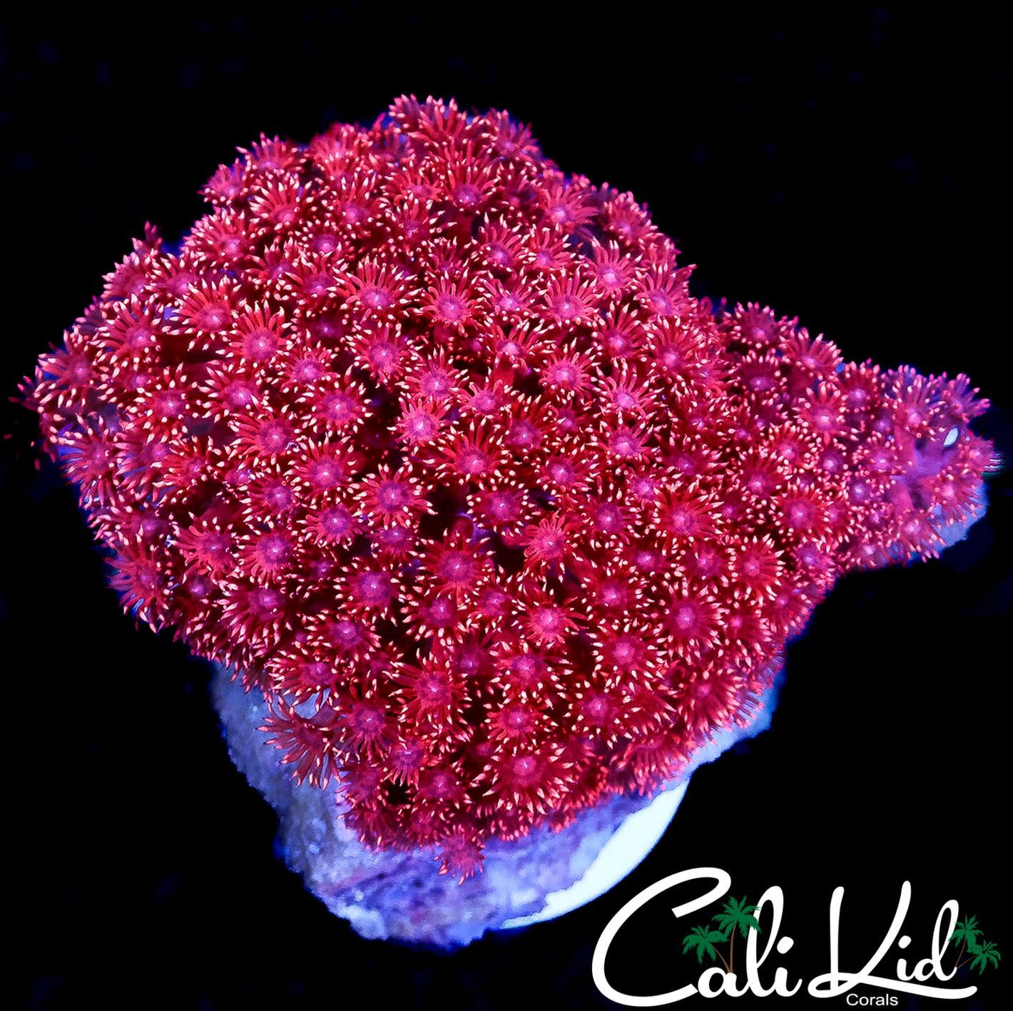 CK BANGIN RED GLITTER TYPE COLONY