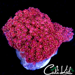 CK BANGIN RED GLITTER TYPE COLONY