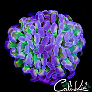 CK BI COLOR BRANCHING HAMMER