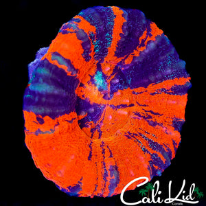 CK SPECKLED WAR PAINT SCOLY