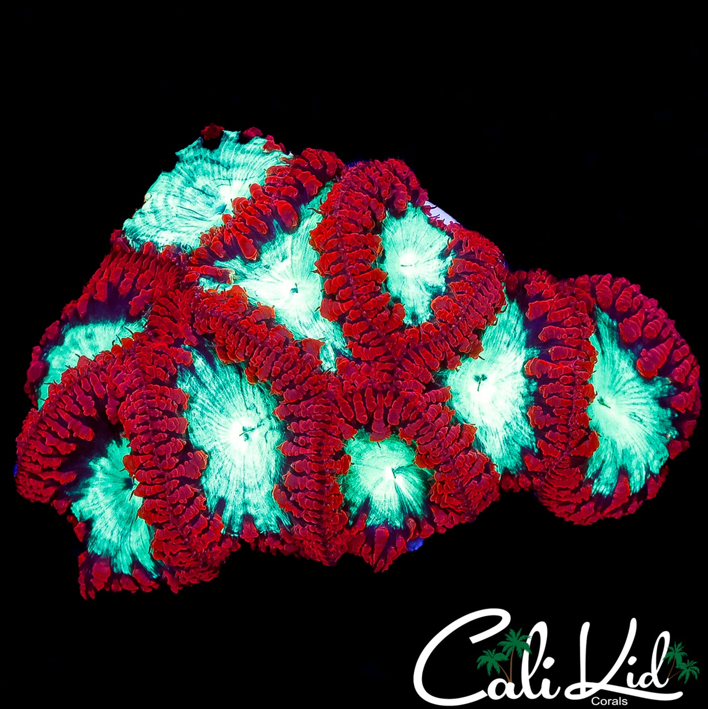 CK FAT HEAD NEON BLASTO COLONY