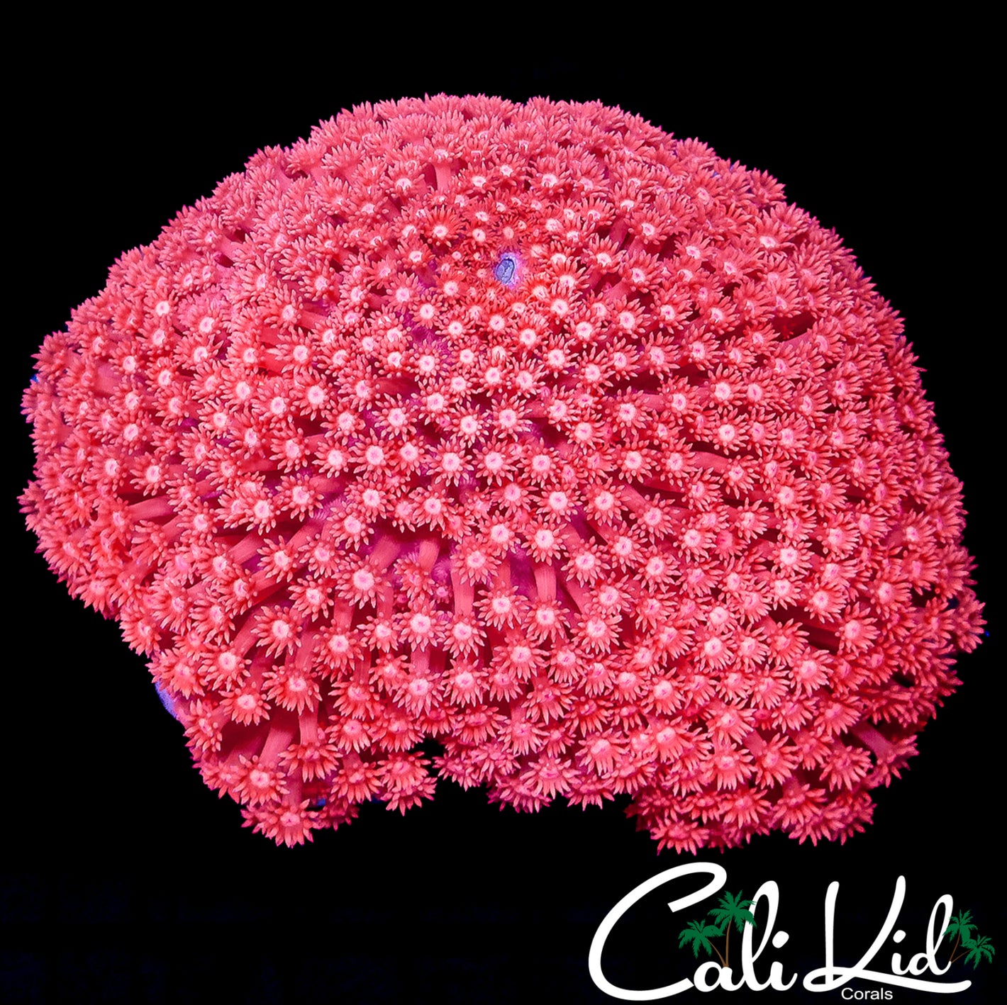 CK XL PINK PASSION GONIOPORA