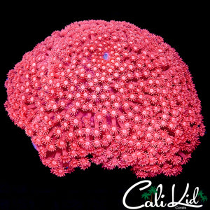 CK XL PINK PASSION GONIOPORA