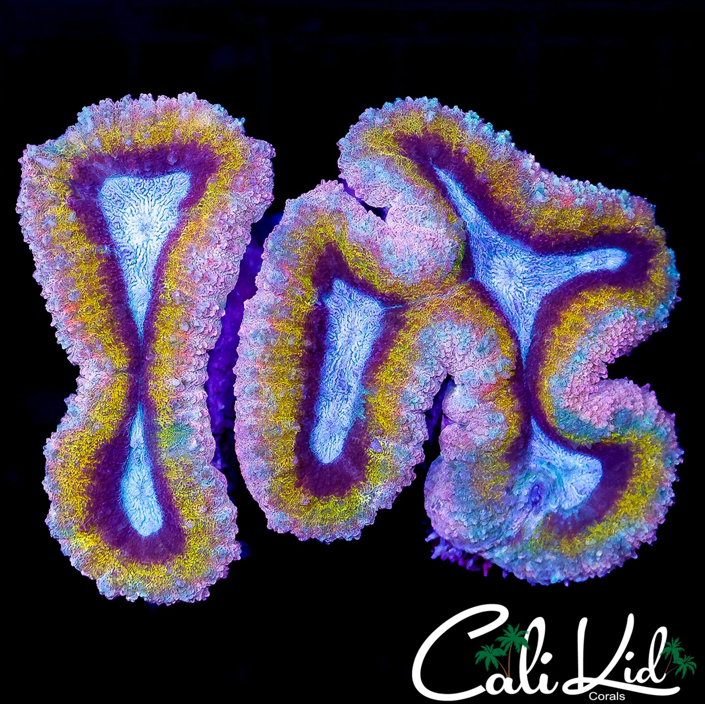 CK RARE RAINBOW LOBO COLONY