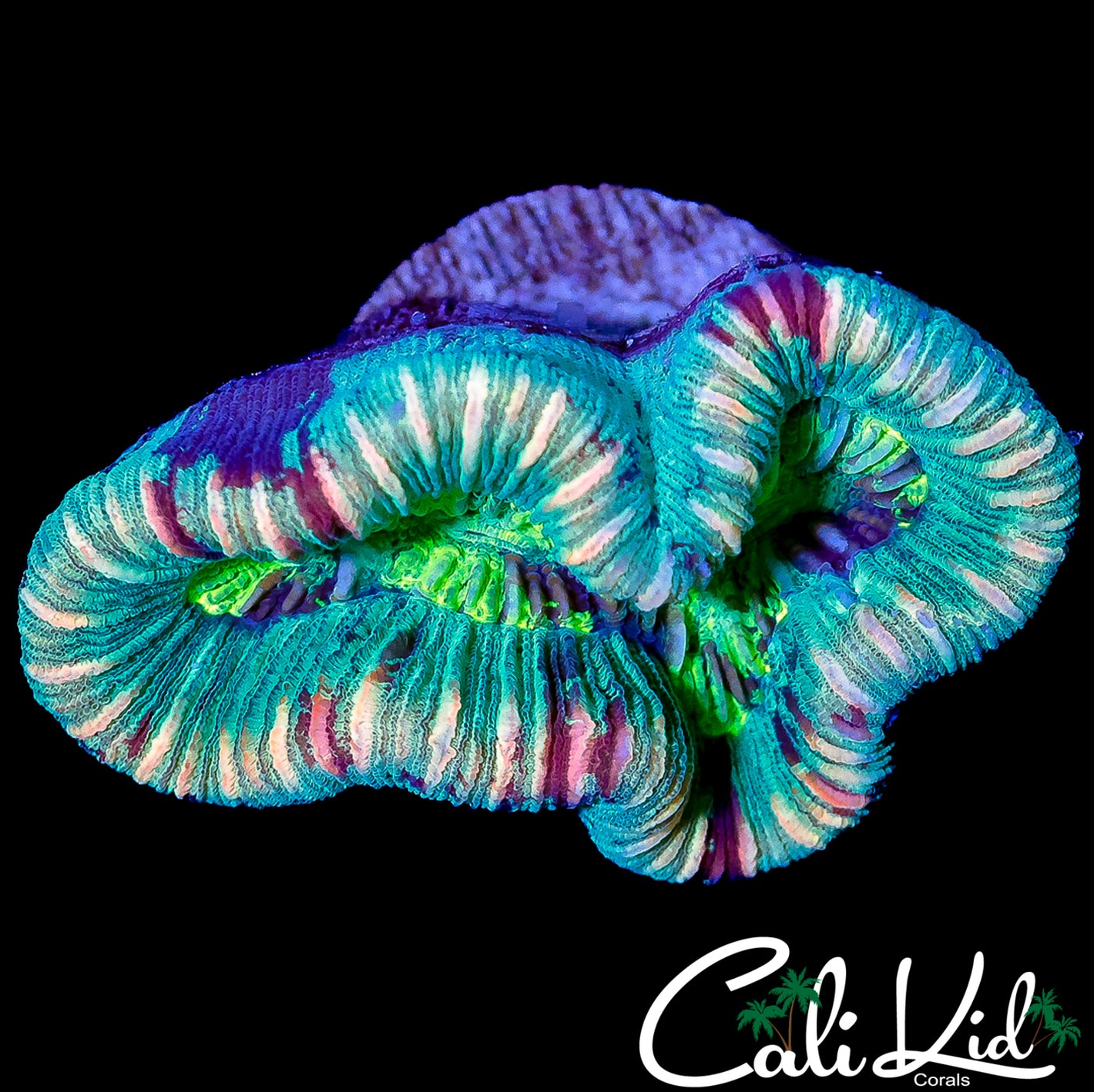 CK NEON MOUTH TRACHY