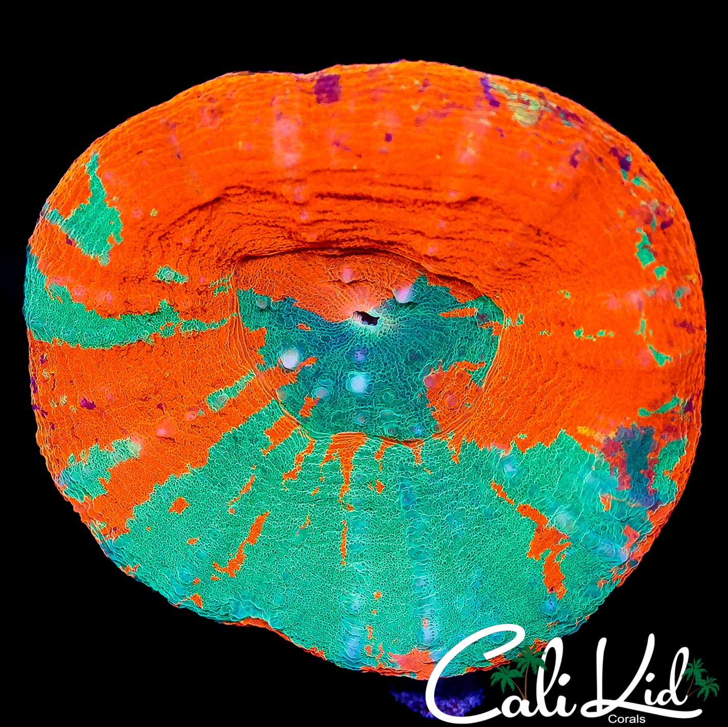 CK SUPER COOL RARE COLOR SCOLY