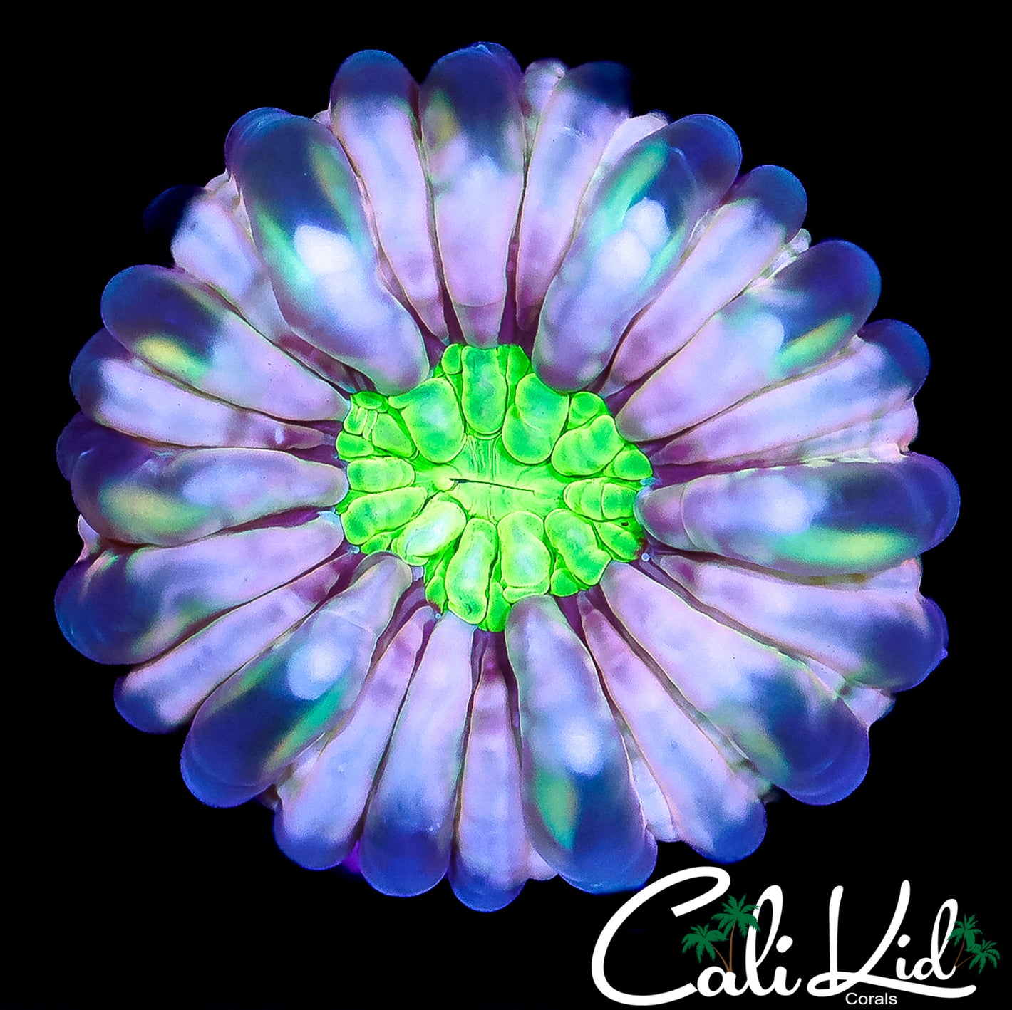 CK SOLOMAN RAINBOW CYNARINA