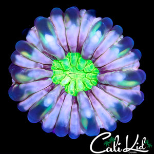 CK SOLOMAN RAINBOW CYNARINA