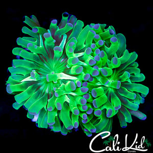 CK NEON BRANCHING FROGSPAWN