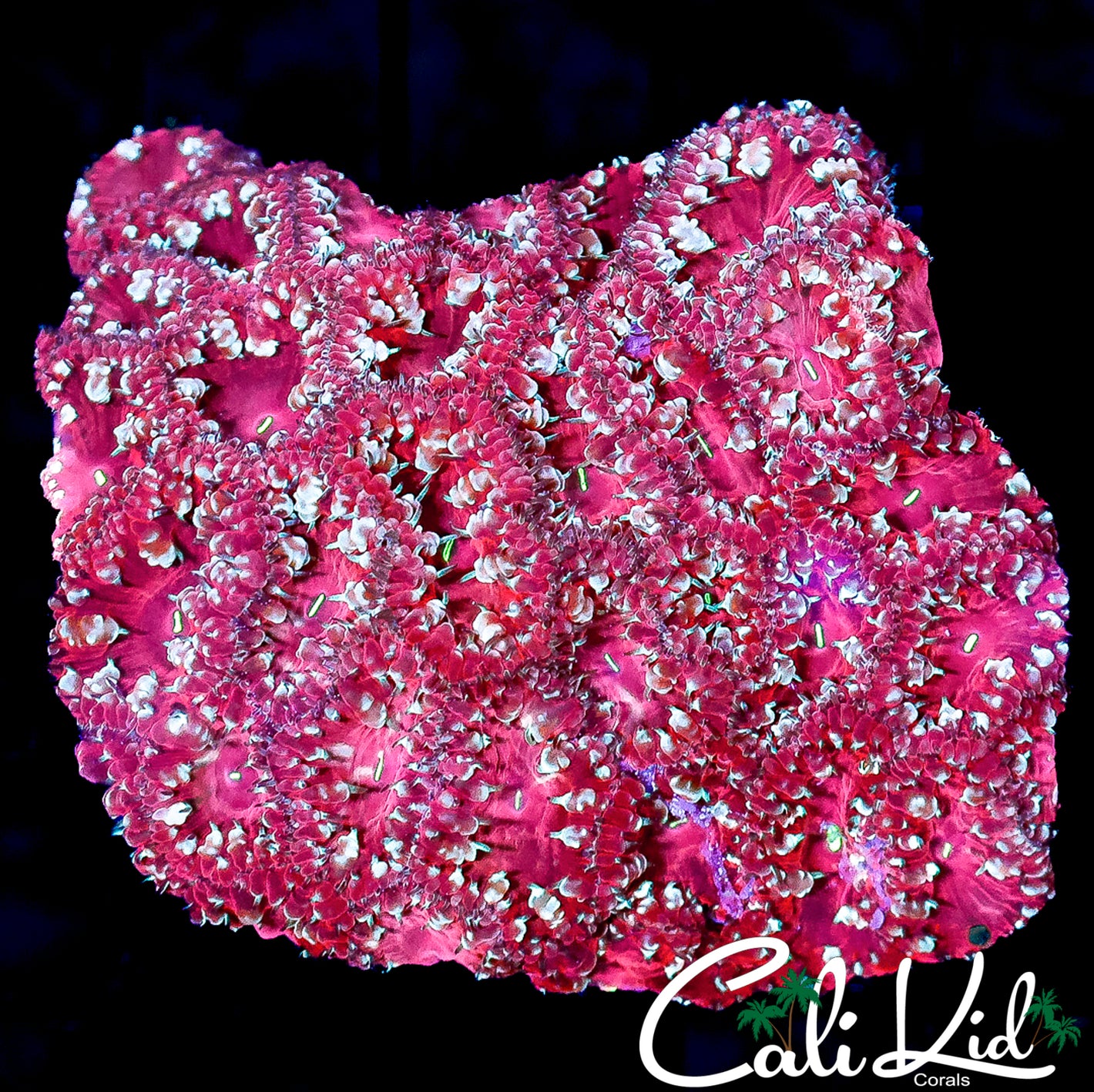 CK GOLD FLAKE BLASTO COLONY