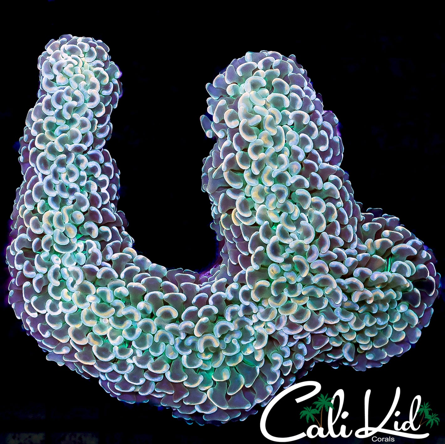 CK LARGE RAINBOW TIP WALL HAMMER