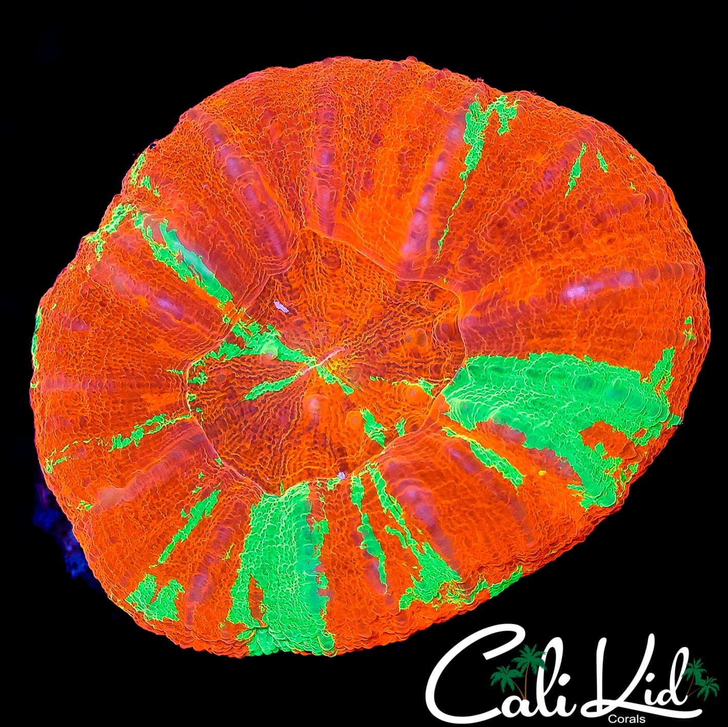 CK RARE REVERSE BLEEDING APPLE SCOLY