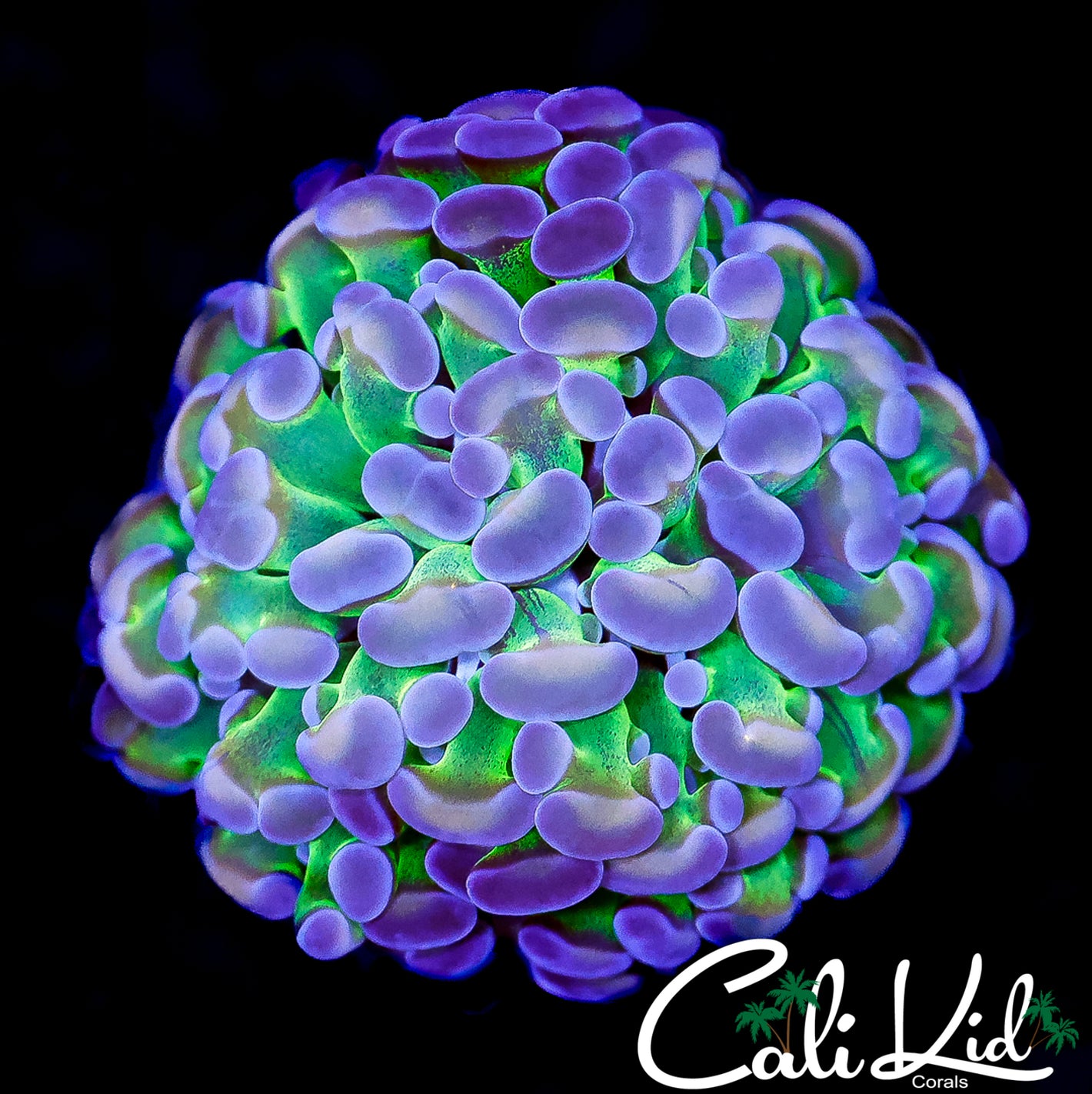 CK TRI COLOR BRANCHING HAMMER