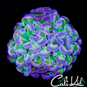 CK TRI COLOR BRANCHING HAMMER