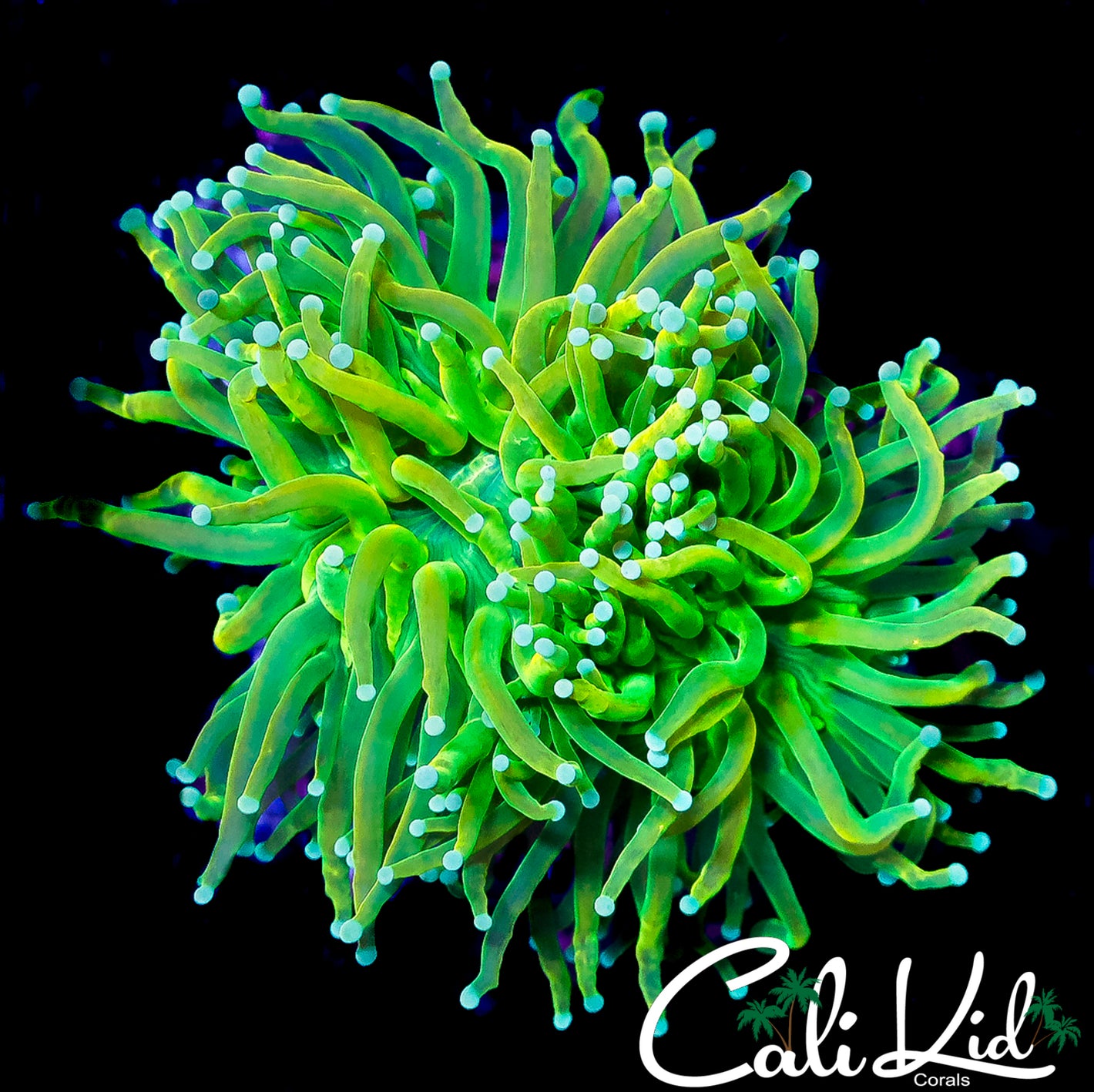 CK JOLLY RANCHER TORCH