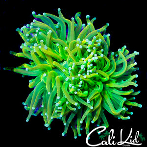 CK JOLLY RANCHER TORCH