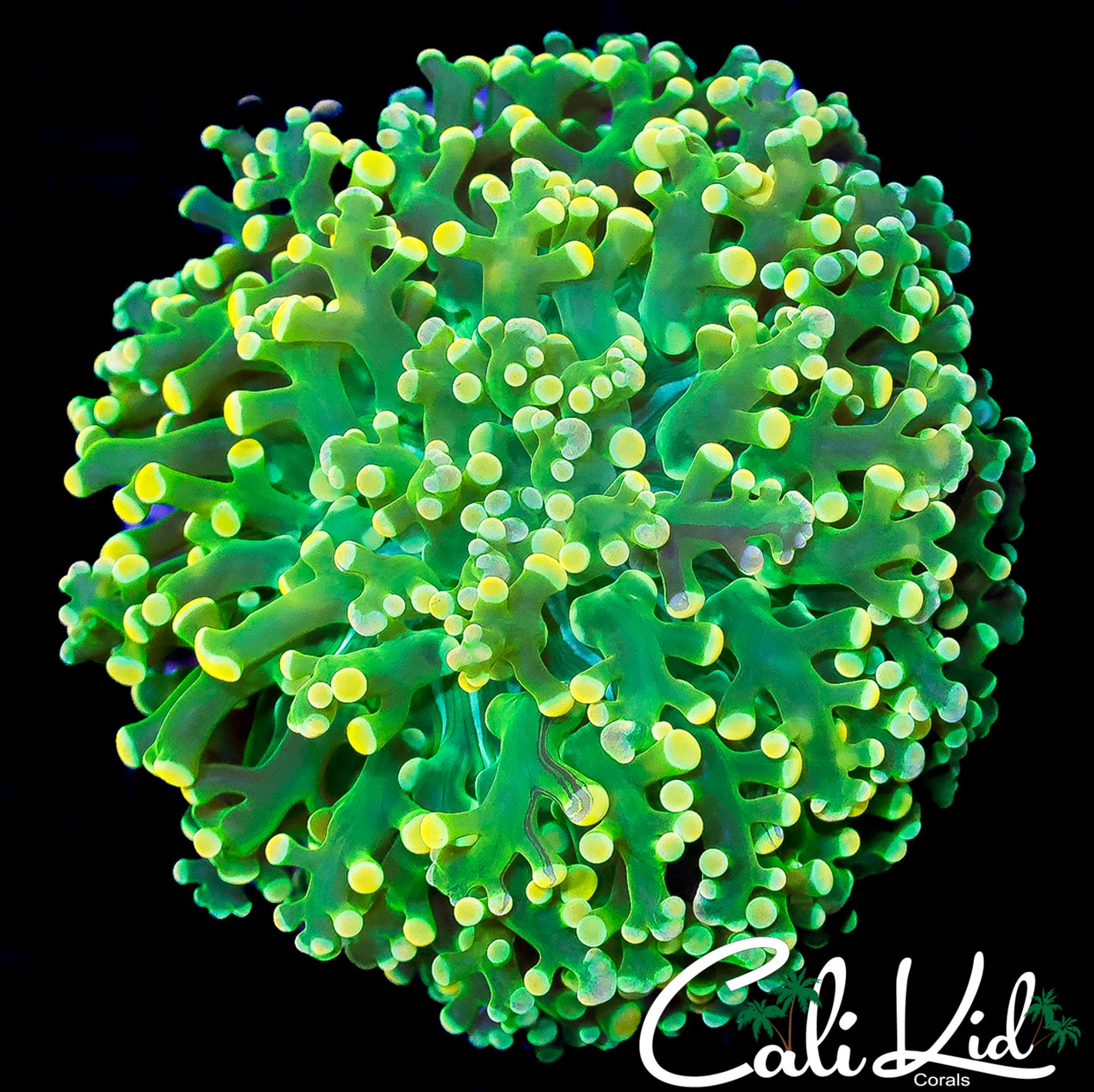 CK YELLOW TIP KINGSPAWN