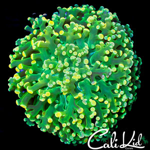 CK YELLOW TIP KINGSPAWN