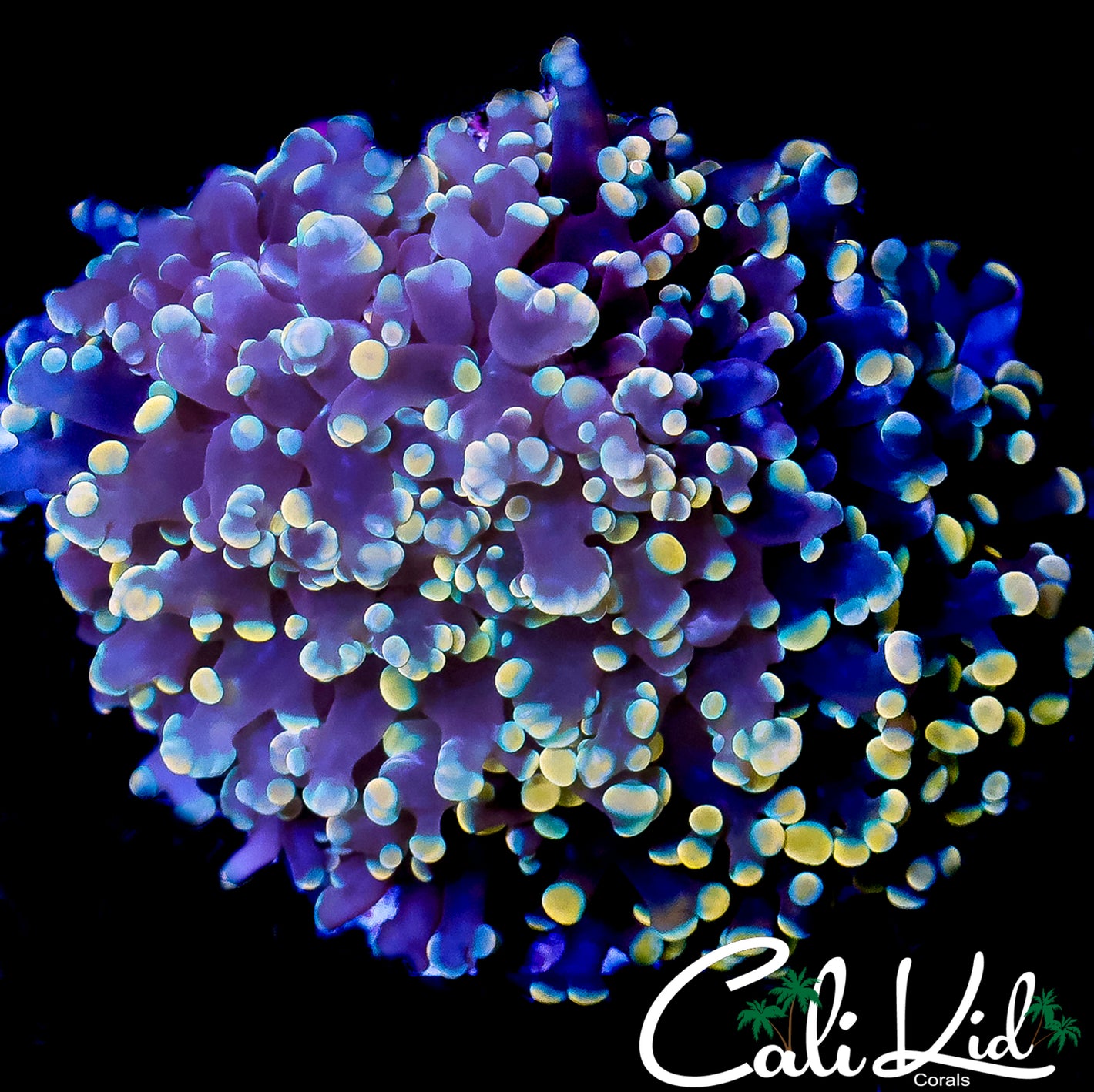 CK RAINBOW TIP KINGSPAWN