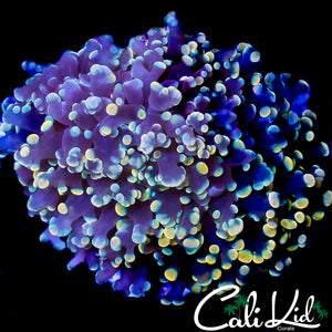 CK RAINBOW TIP KINGSPAWN