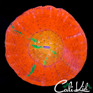 CK RARE TRI COLOR SCOLY