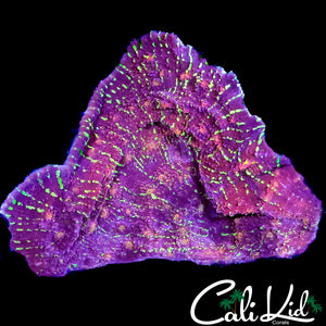 CK BURNIN EMBERS CHALICE COLONY