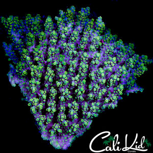 CK PURPLE URKEL ACRO COLONY