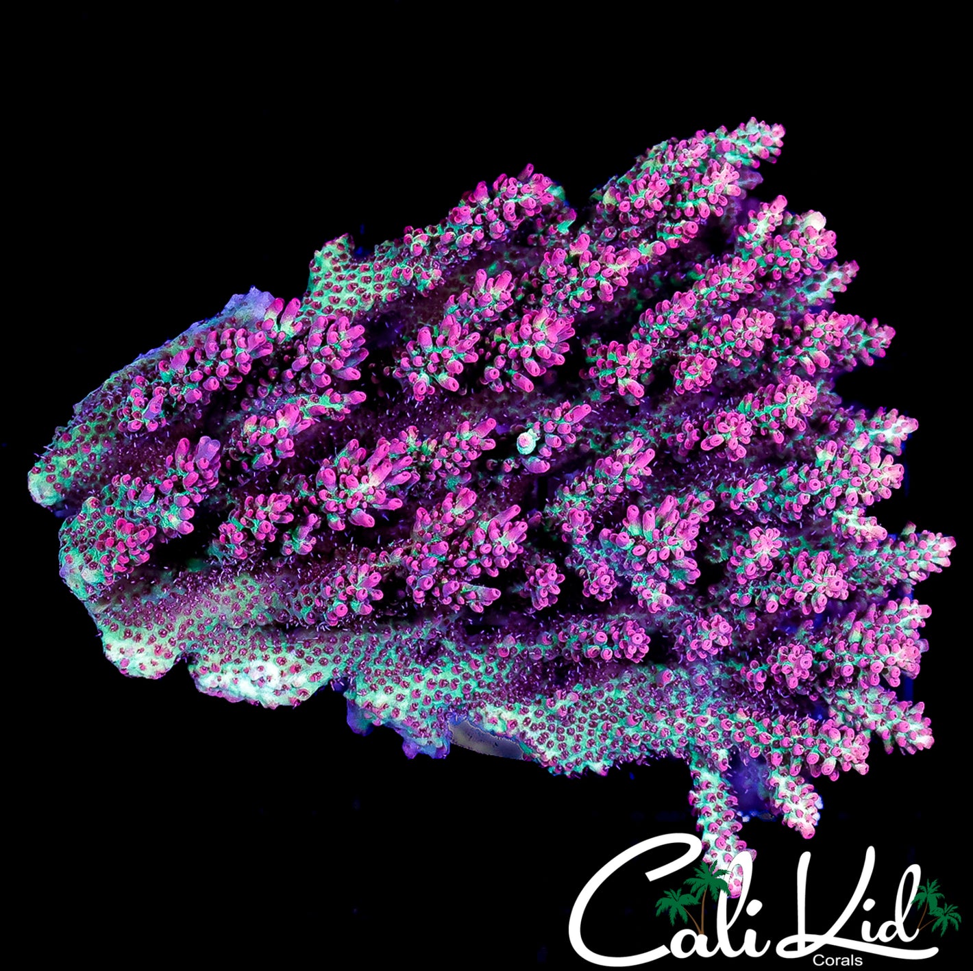 CK SUPER FIRE SHORTCAKE COLONY