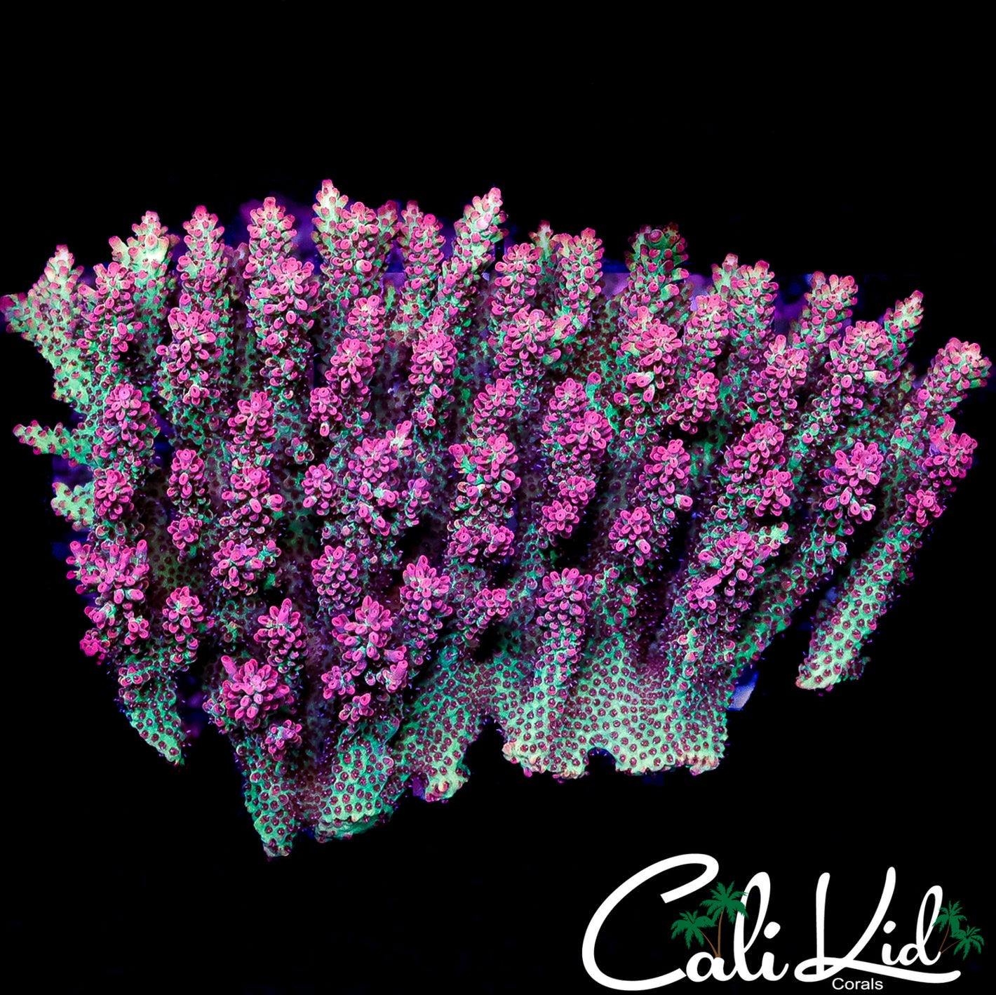 CK XL SUPER FIRE SHORTCAKE COLONY