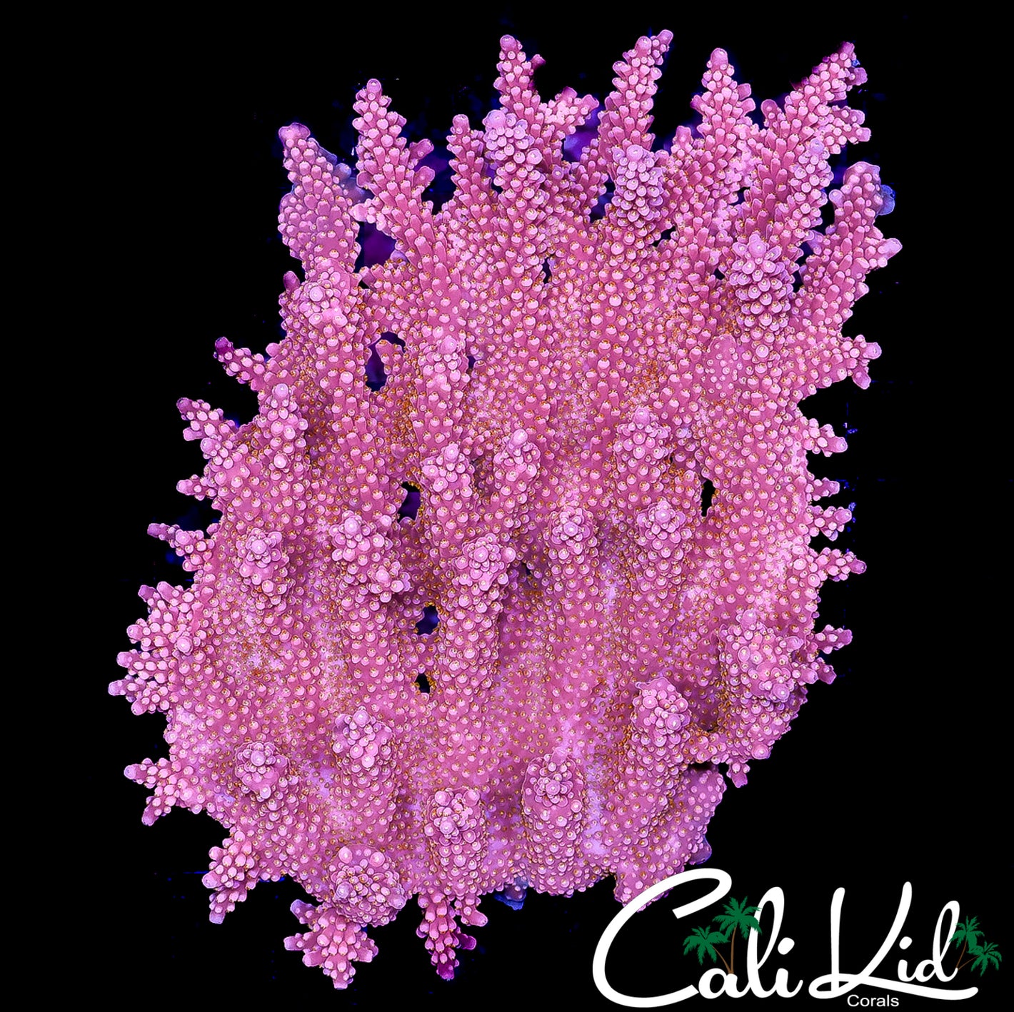 CK RARE POPROCKZ ACRO COLONY