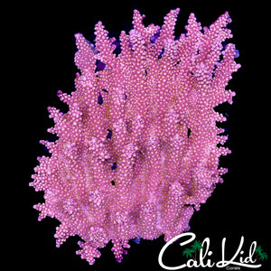 CK RARE POPROCKZ ACRO COLONY