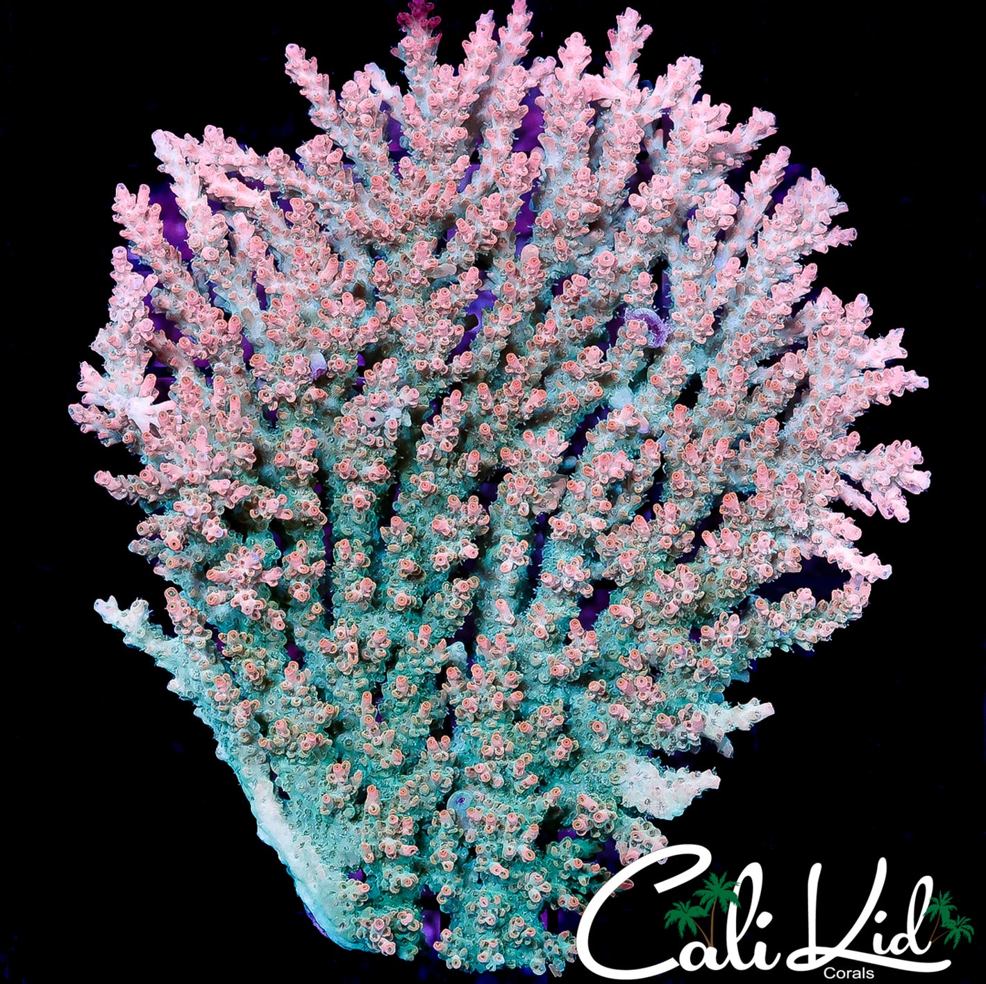 CK GREEN GOBLIN ACRO COLONY