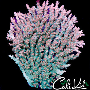 CK GREEN GOBLIN ACRO COLONY