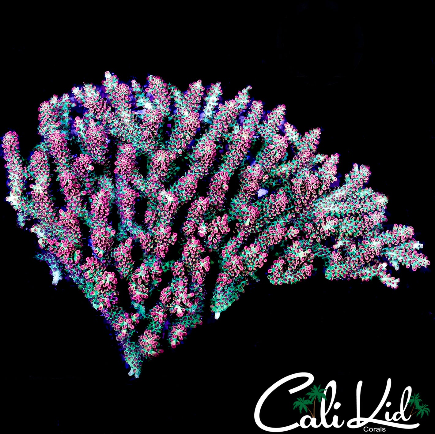 CK RIZZLE BERRY ACRO COLONY