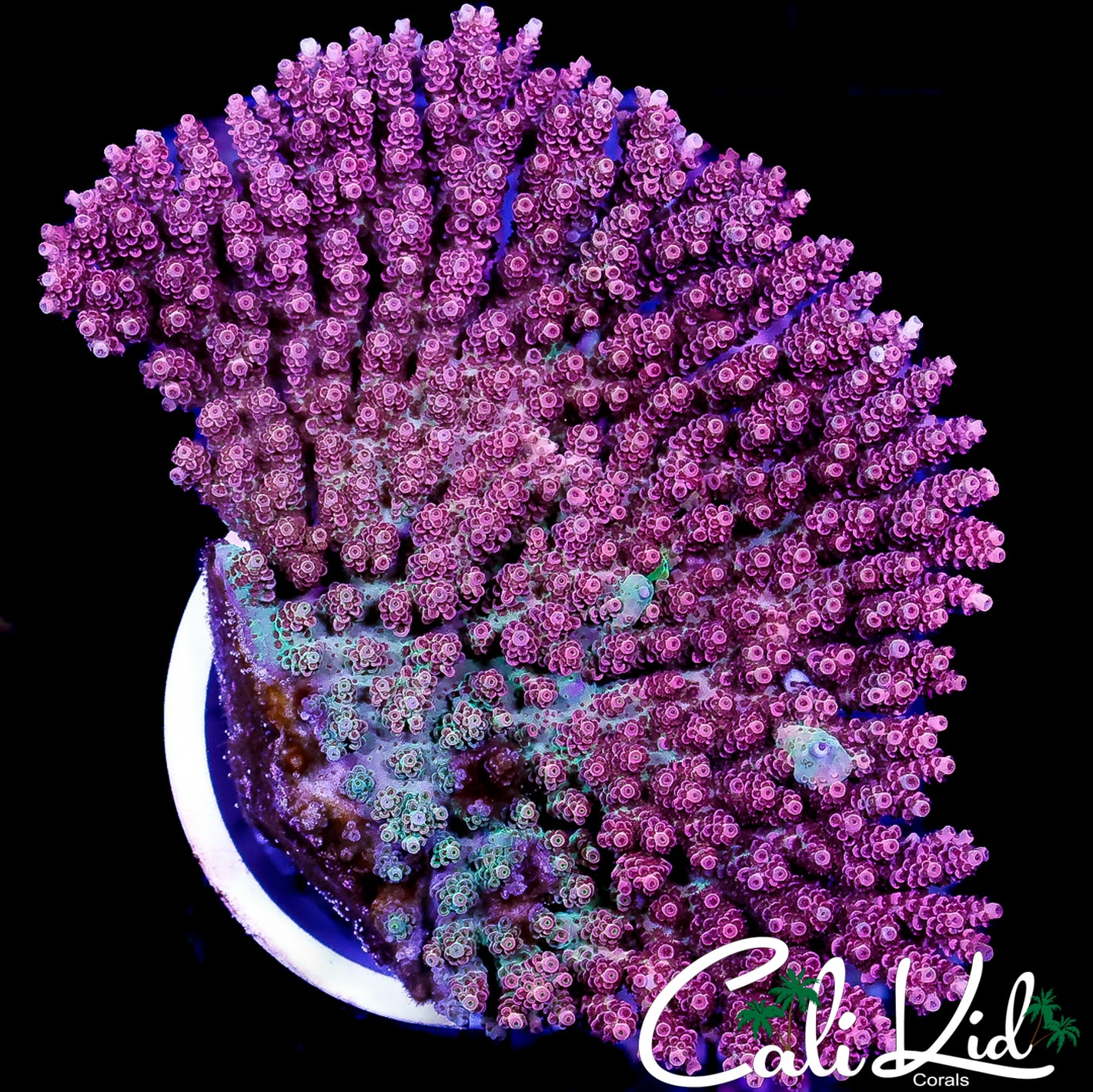 CK XXL RAINBOW PASSION ACRO COLONY