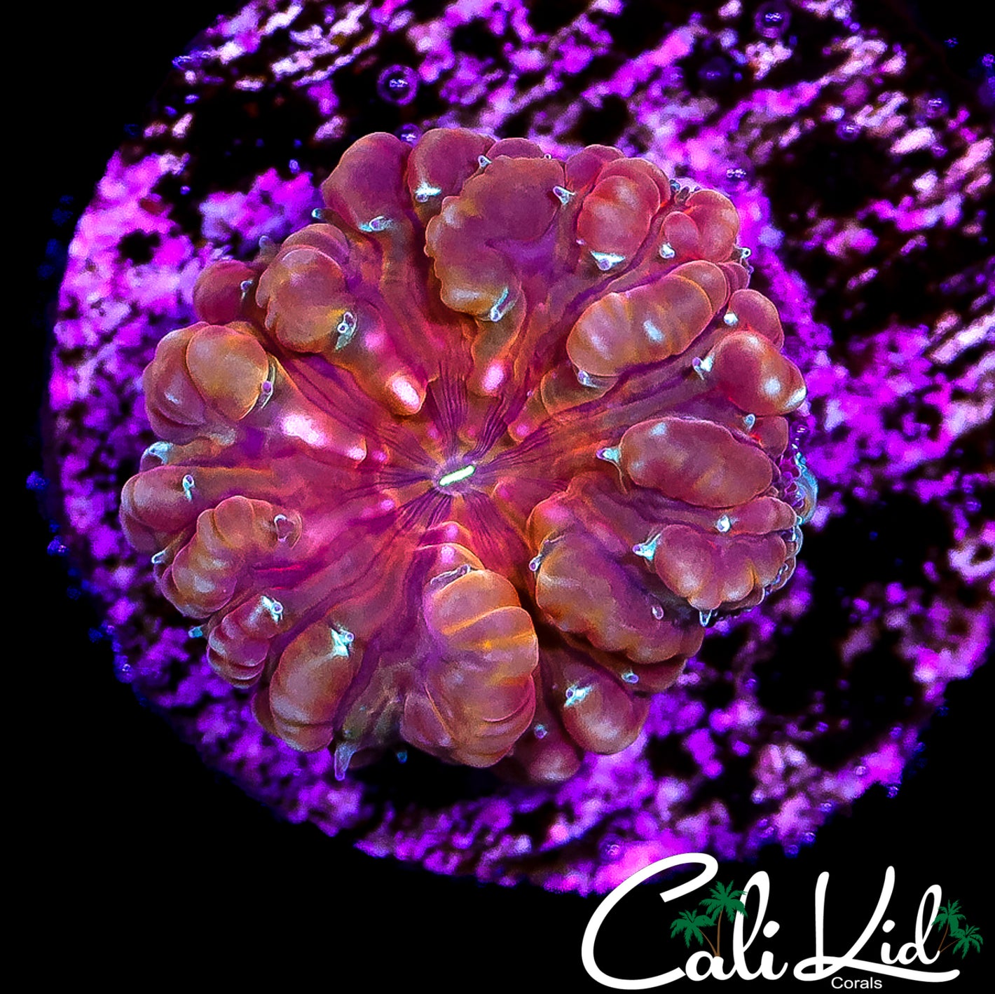 CK FLAMIN BUBBLE BLASTO