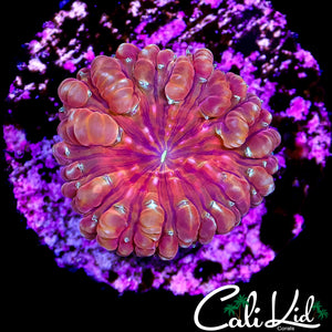 CK FLAMIN BUBBLE BLASTO