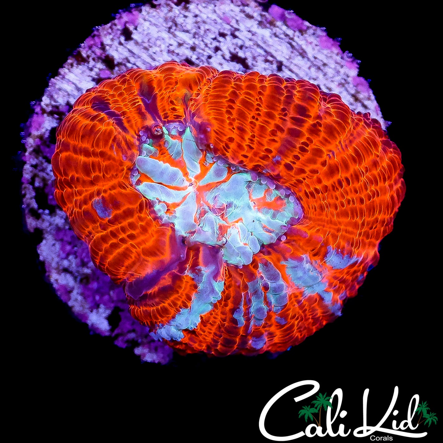 CK MONSTER HEAD WILSONI