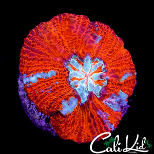 CK MONSTER HEAD WILSONI