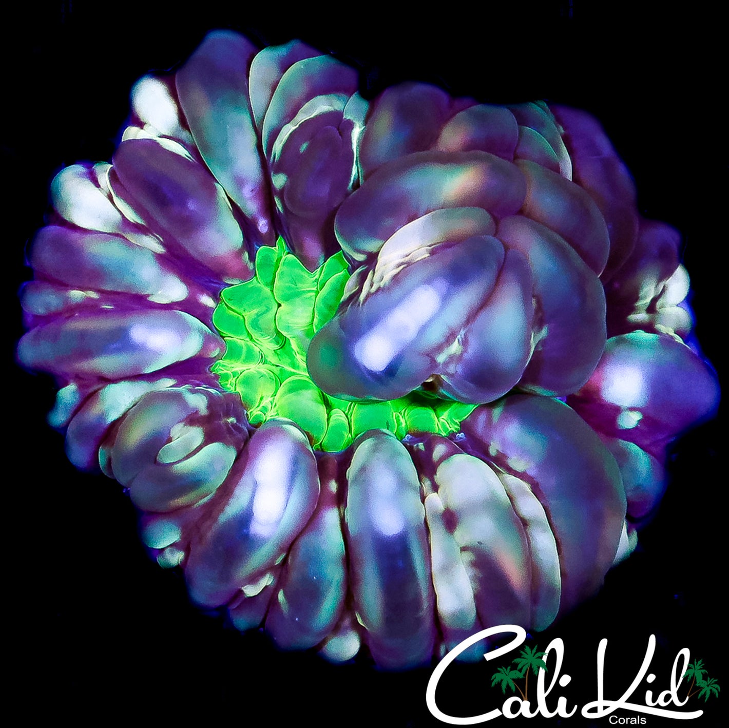 CK NEON SOLOMAN CYNARINA