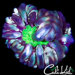 CK NEON SOLOMAN CYNARINA