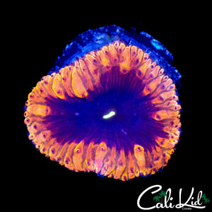 PURPLE EYE BLASTO