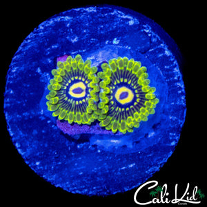 CK UNRELEASED ZOA DOUBLE