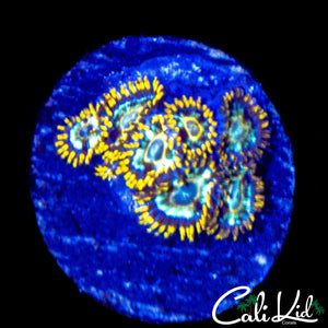 CK UNRELEASED ZOA MINI COLONY