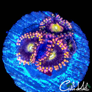 CK ANTI MATTER ZOA QUAD