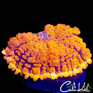 FLAMETHROWER BOUNCE MUSHROOM
