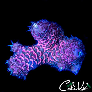 HYPER PINK MILLI