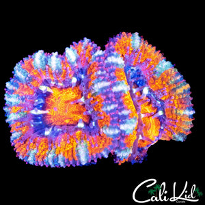 ULTRA ACAN DOUBLE