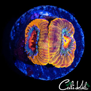 CK OG MERKULES ACAN DOUBLE