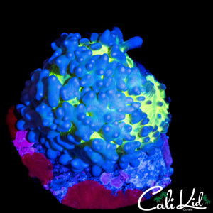 BI COLOR BUBBLE YUMA